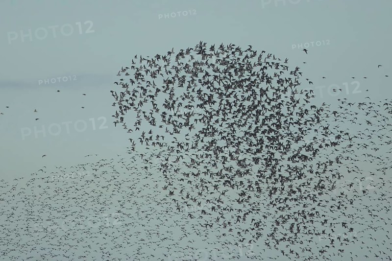 Red knot (Calidris canutus) adult birds in flight in a large flock, RSPB Snettisham nature reserve, Norfolk, England, United Kingdom