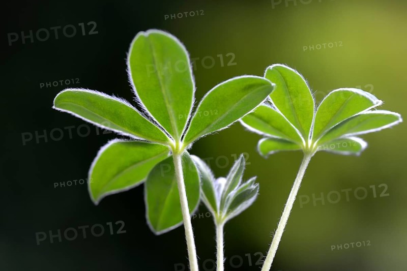 Lupin, young plant of the sweet lupin, Lupinus albus, variety 'Amiga'