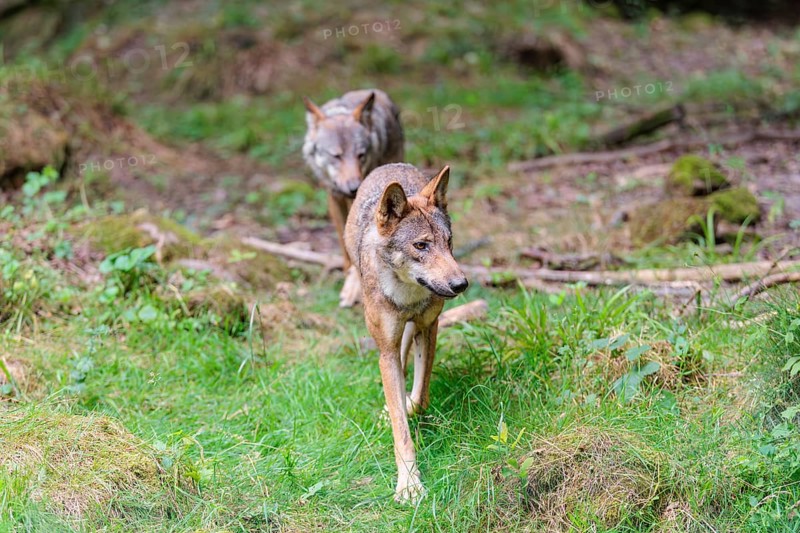 Two gray wolves (Canis lupus lupus) running through the forest one behind the other