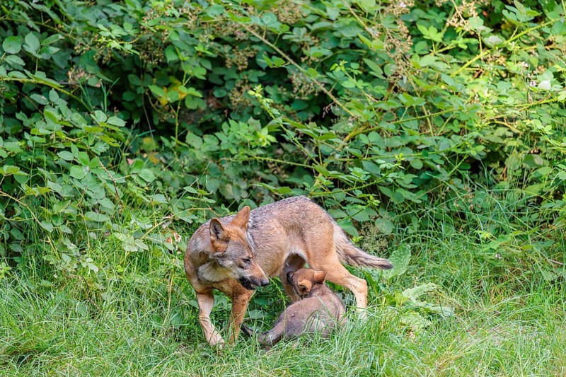 A female gray wolf (Canis lupus lupus) suckles one of her cubs in a green meadow on a sunny day