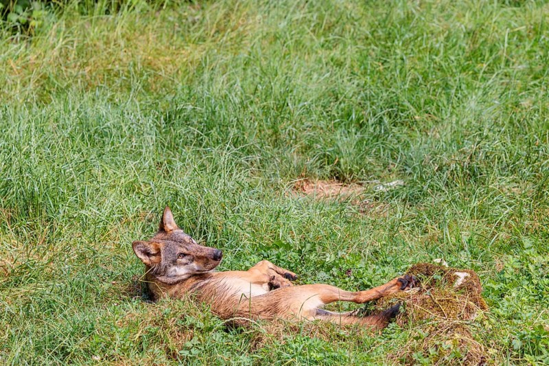 A gray wolf (Canis lupus lupus), rolling on a green meadow on a sunny day