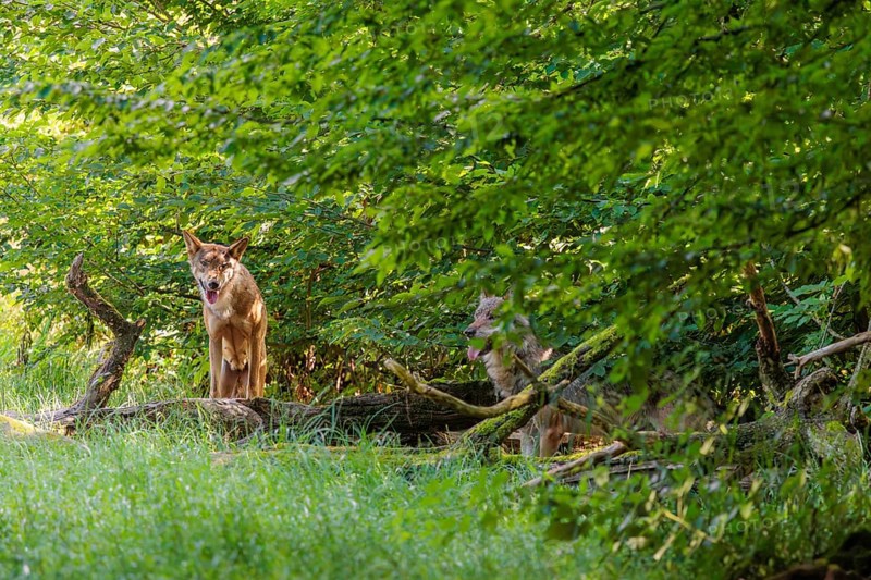 Two gray wolves (Canis lupus lupus) stand in the undergrowth on the edge of a forest on a sunny day