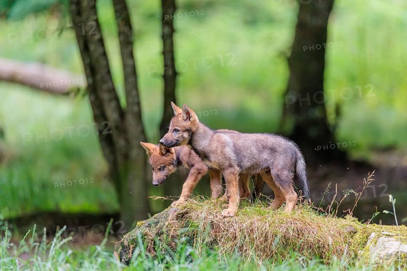 Two gray wolf pups (Canis lupus lupus) stand on a rock on a small hill at the edge of the forest and observe the other members of the pack
