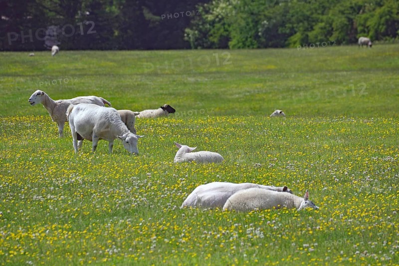 Sheep in a flowering meadow, some standing and some lying down, Aberdeenshire, Keith, Scotland, Great Britain