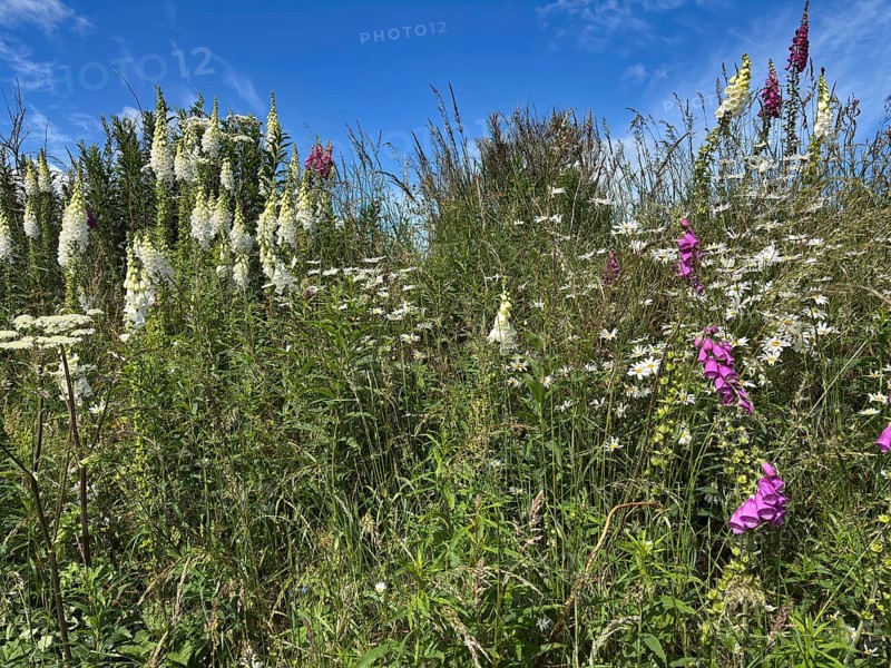 A blooming meadow with wildflowers under a clear blue sky, Foxglove Aberdeenshire, Scotland, Great Britain