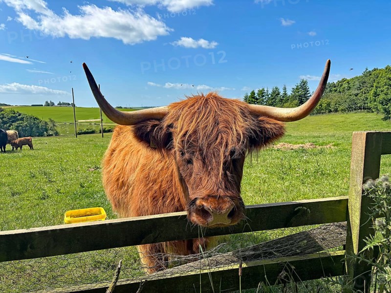 Highland cattle standing behind a fence in a green pasture under a clear blue sky, Aberdeenshire, Keith, Scotland, United Kingdom