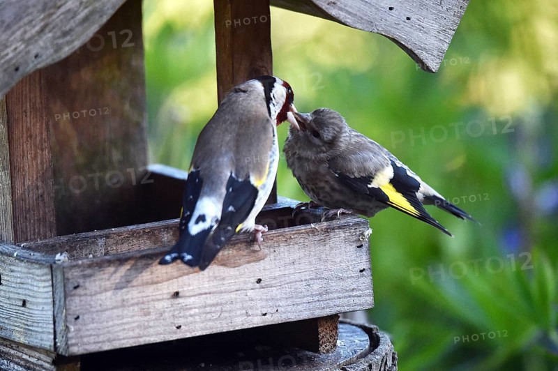Goldfinch, goldfinch, (Carduelis carduelis) feeds its chick, offspring at the birdhouse
