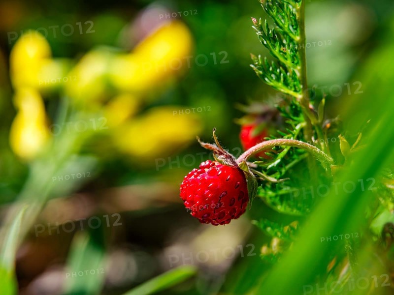 Wild strawberry (Fragaria vesca), Jenner, Berchtesgaden National Park, Schönau am Königssee, Berchtesgadener Land, Upper Bavaria, Bavaria, Germany