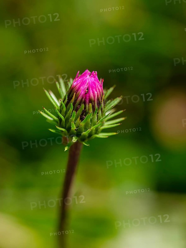 Closed flowers of mountain thistle (Carduus defloratus), Jenner, Berchtesgaden National Park, Schönau am Königssee, Berchtesgadener Land, Upper Bavaria, Bavaria, Germany