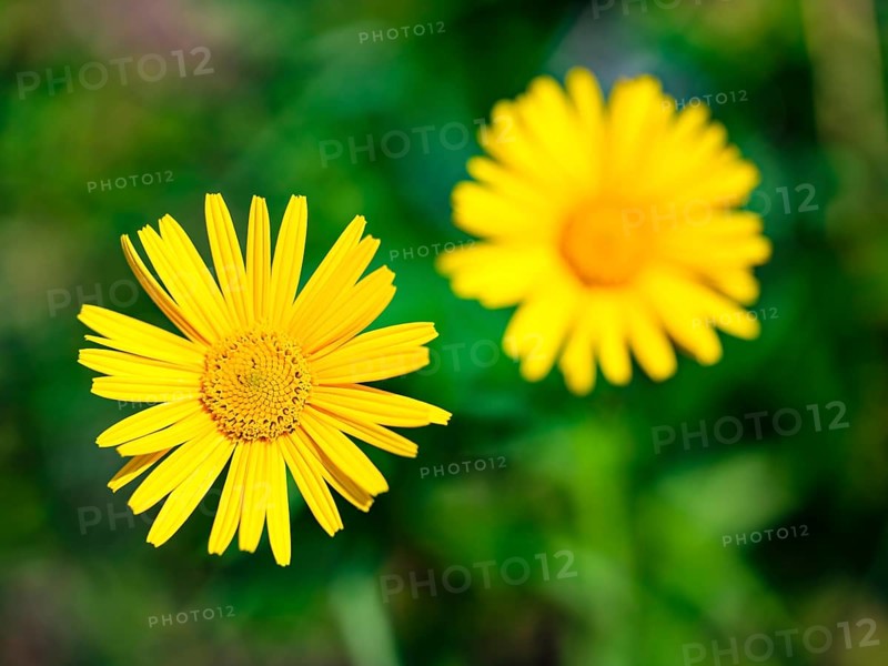 Ox-eye daisy (Buphthalmum salicifolium), Jenner, Berchtesgaden National Park, Schönau am Königssee, Berchtesgadener Land, Upper Bavaria, Bavaria, Germany