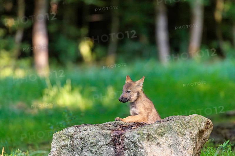 A gray wolf pup (Canis lupus lupus) stands on a small hill at the edge of the forest and observes the other members of the pack. A second pup passes behind him