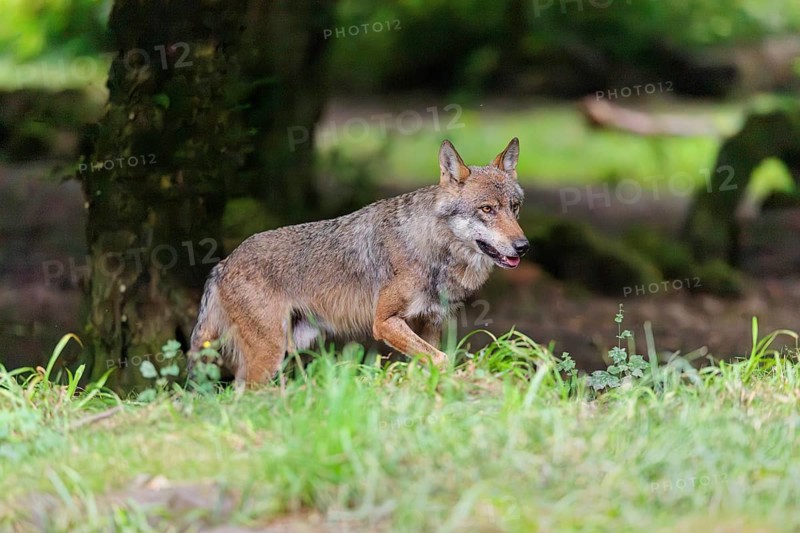A gray wolf (Canis lupus lupus) walks along the edge of the forest on a cloudy day