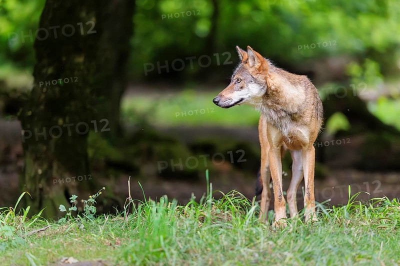 A male gray wolf (Canis lupus lupus) stands at the edge of the forest on a cloudy day