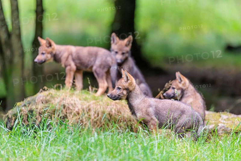 Four gray wolf pups (Canis lupus lupus) stand on a rock on a small hill at the edge of the forest and observe the other members of the pack