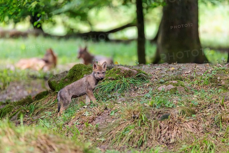A gray wolf pup (Canis lupus lupus) conquers a small hill in the deep shade of the forest. Two adult wolves are resting nearby