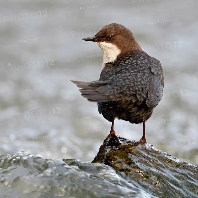 Shoulder view... White-throated Dipper (Cinclus cinclus) sitting on a stone in the middle of a river, torrent, stream, looking around, impressive bird species, bound to flowing, clean water, in typical habitat, wildlife, native nature, Sauerland, Bergisches Land, North Rhine-Westphalia, Germany, Western Europe