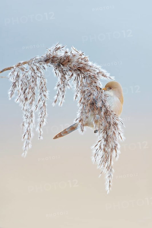 Bearded Tit (Panurus biarmicus) in winter, female, sitting on reed frond, in reed grass, picking seeds, eating, very pretty, little known songbird, is bound to habitats in reeds, beautiful soft light, soft pastel colours, wildlife, native nature, Federsee lake, Baden-WÃ¼rttemberg, Germany, Western Europe