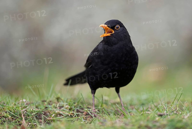 Beautiful song... Blackbird (Turdus merula) in spring, blackbird cock sitting on the ground, male singing at the top of his voice, well-known, almost everywhere common black songbird with orange beak, native nature, Meerbusch, Lower Rhine, Rhineland, Rhine district Neuss, North Rhine-Westphalia, Germany, Western Europe