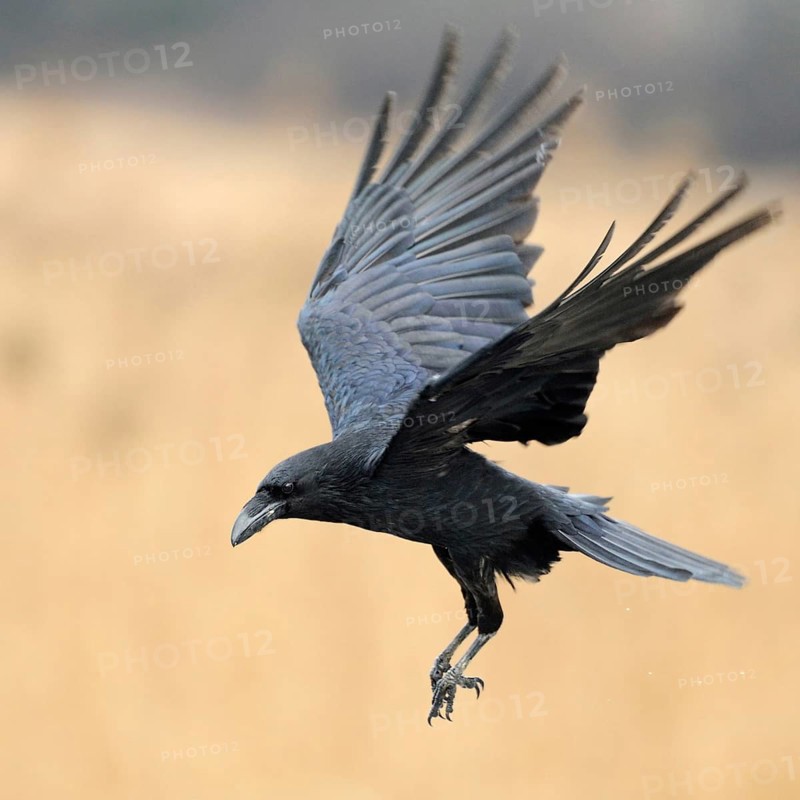 In flight... Raven (Corvus corax), the largest native corvid in the air with open wings, preparing to land, cropped against a bright, beautiful background, clear light, action-packed detailed shot, native nature, Mecklenburg-Western Pomerania, Germany, Western Europe