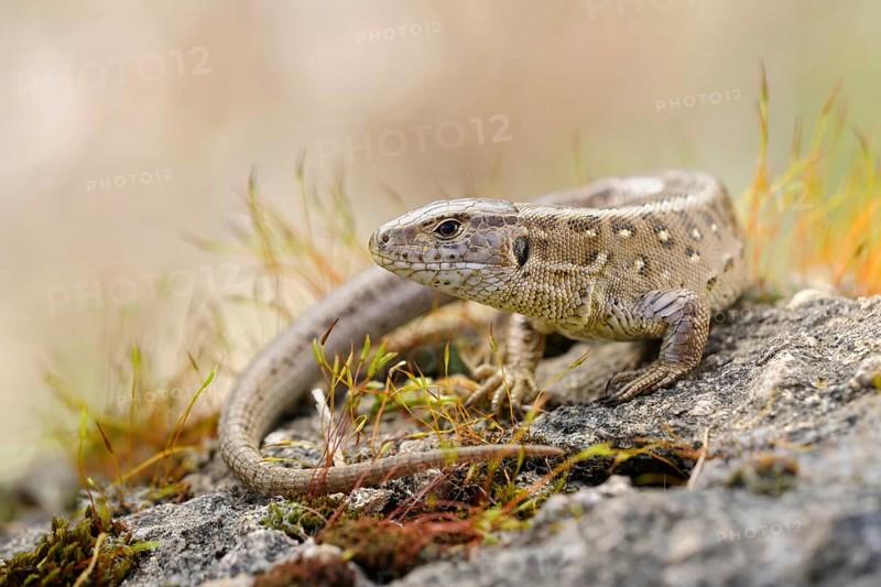 Sunbathing... Sand lizard (Lacerta agilis), native lizard, loves dry, sunny, barren habitats, uses old quarries as secondary habitat, endangered reptile species, wildlife, native nature, North Rhine-Westphalia, Germany, Western Europe
