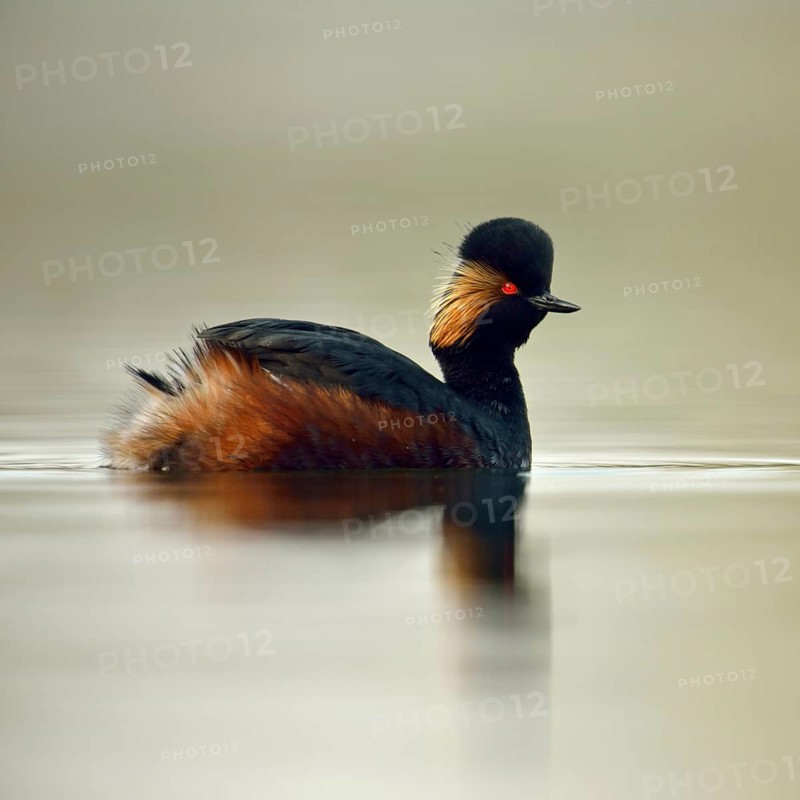 In splendid breeding plumage... Black-necked Grebe (Podiceps nigricollis), small native, rare water bird, striking and typical are the golden ear tufts hanging down in a fan shape, Lower Rhine, North Rhine-Westphalia, Germany, Western Europe