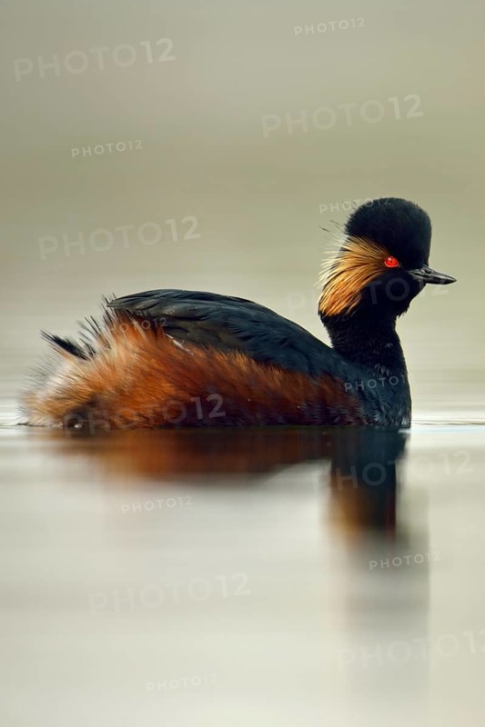 In splendid breeding plumage... Black-necked Grebe (Podiceps nigricollis), small native, rare water bird, striking and typical are the golden ear tufts hanging down in a fan shape, Lower Rhine, North Rhine-Westphalia, Germany, Western Europe