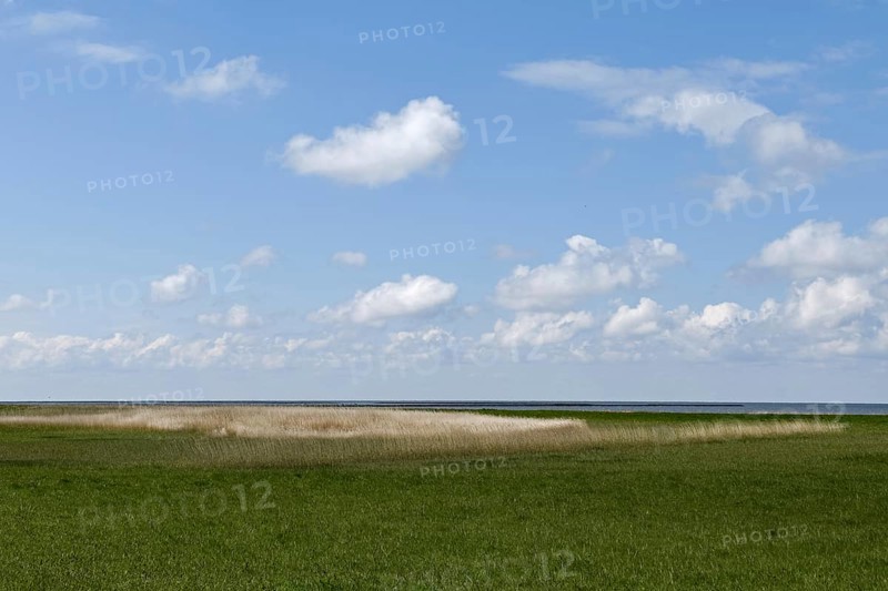 Salt marshes on the North Sea, North Sea coast, dyke foreland between Duhnen, Sahlenburg and Arensch, valuable nature reserve, important bird breeding area, bird sanctuary, habitat of numerous endangered coastal plants, Wadden Sea of Lower Saxony, Northern Germany, Cuxhaven, Duhnen, Sahlenburg, Lower Saxony, Germany, Western Europe