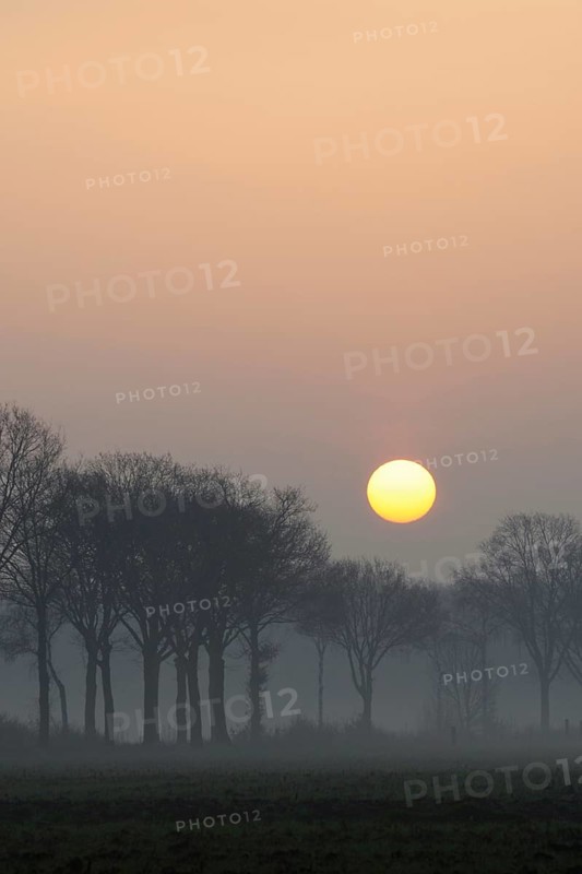 Morning atmosphere... Idyll on the Lower Rhine early in the morning, sunrise over an avenue of trees, sun displaces early fog, beginning of a beautiful day in early spring, local nature, Lower Rhine, Rhineland, North Rhine-Westphalia, Germany, Western Europe