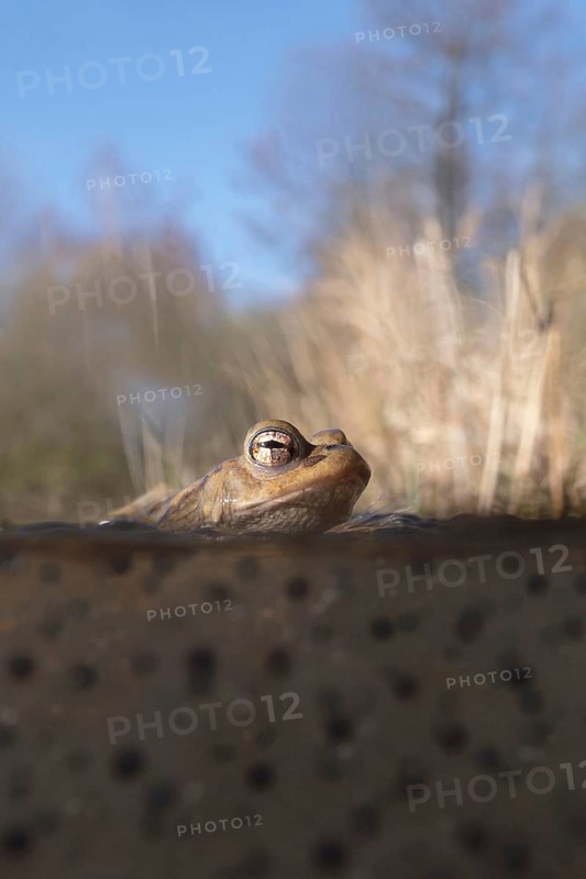 Spawning time... Common toad (Bufo bufo) in water, pond, sitting in a pond in early spring on frogspawn, native amphibians, wildlife, nature, Lower Rhine, Rhine district Neuss, North Rhine-Westphalia, Germany, Western Europe