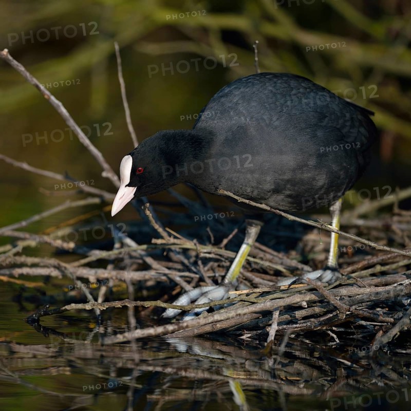 Nest building... Eurasian Coot rail (Fulica atra), coot builds, occupies nest under a bush at the edge of the bank, preparation for breeding, common, generally known, conspicuous water bird, native bird world, wildlife, nature, Meerbusch, Rhineland, Lower Rhine, North Rhine-Westphalia, Germany, Western Europe
