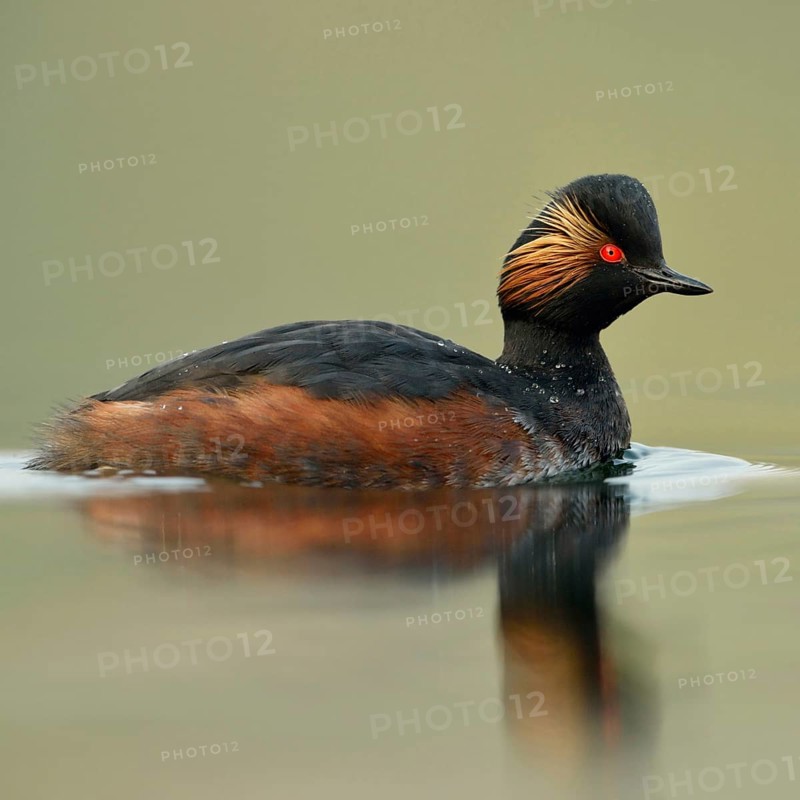 Early morning at the lake... Black-necked Grebe (Podiceps nigricollis) in breeding plumage, breeding plumage swimming through mirror-smooth, shimmering green water, detailed photo in the best light, beautiful colours, Lower Rhine, North Rhine-Westphalia, Germany, Western Europe