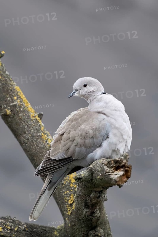 Native wild pigeon... Eurasian collared dove (Streptopelia decaocto), wild pigeon sitting in a tree, looking around, naturalised in Western Europe in the last century, original distribution area is the south-east, Turkey to Japan, huntable species, native nature, Meerbusch, Rhineland, Lower Rhine, North Rhine-Westphalia, Germany, Western Europe