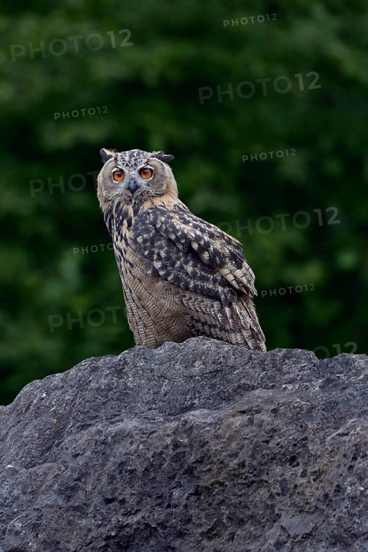 Young, nocturnal and crepuscular owl... European Eagle Owl (Bubo bubo), fledged, almost adult young bird sitting on a rock, direct view, eye contact, funny picture, wildlife, native nature, Sauerland, Bergisches Land, North Rhine-Westphalia, Germany, Western Europe