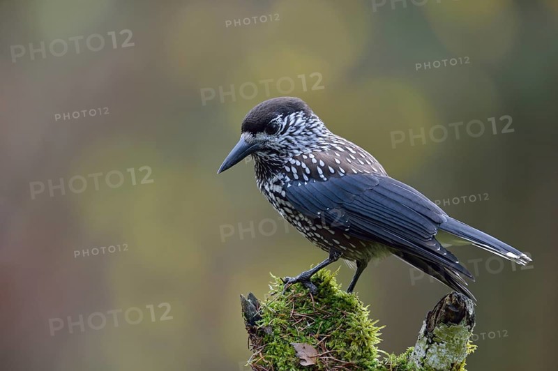 The nutcracker... Nutcracker (Nucifraga caryocatactes) perches in typical raven manner on a rotten tree stump, nutcrackers are known to hide their food, especially the seeds of the Swiss stone pine (Pine cembra) as a winter supply and thus help forest regeneration and forest expansion, wildlife, native nature, Bavaria, Germany, Western Europe