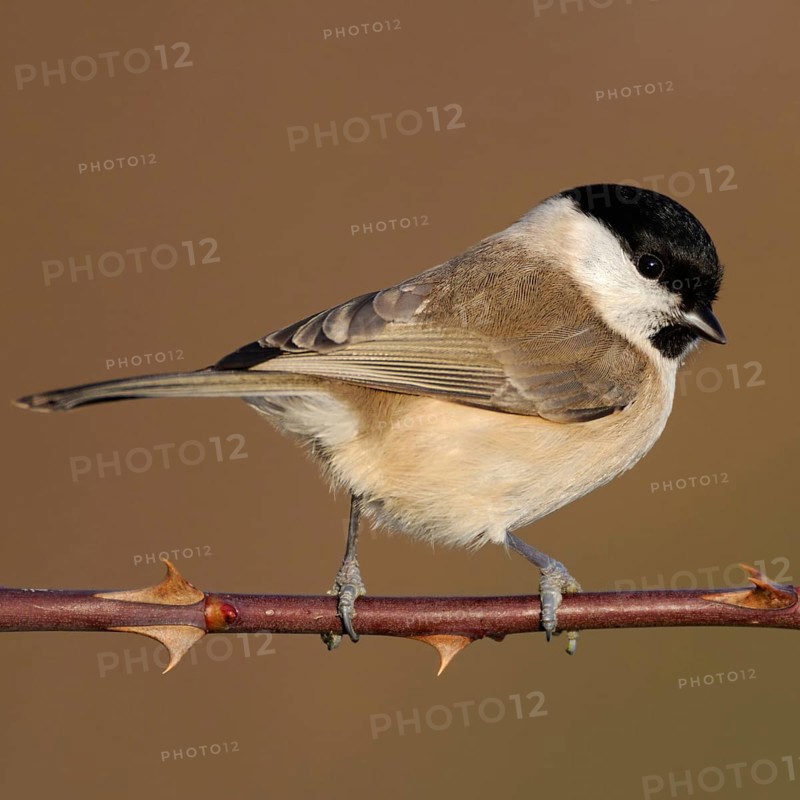 Resident bird... Marsh tit (Poecile palustris), relatively inconspicuous but pretty little tit, songbird, with us all year round, occasional guest at winter feeders, native birdlife, wildlife, nature, Lower Rhine, Rhineland, North Rhine-Westphalia, Germany, Western Europe