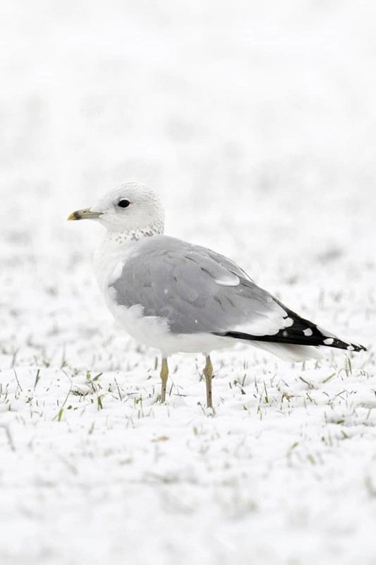 Mew Gull (Larus canus) in winter inland, sitting, resting on snow-covered farmland, white bird on white background, probably young bird in second winter, native nature, Lower Rhine, Rhineland, North Rhine-Westphalia, Germany, Western Europe