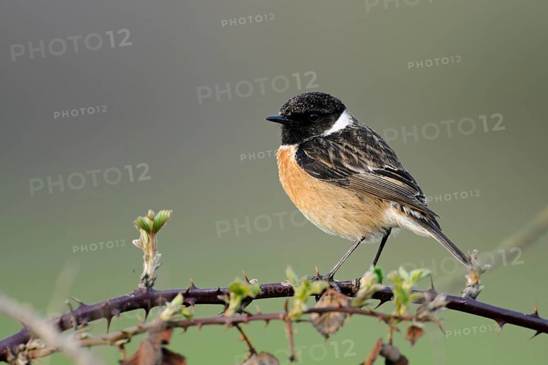 High up on the bramble bushes... Common stonechat (Saxicola torquata) Male in breeding plumage, splendid plumage sits exposed on the top of a bramble bush, on a thorny bramble vine, watches over the breeding territory, rather rare songbird, threatened by habitat loss, migratory bird, one of the first returnees from the winter territories, native nature, Meerbusch, Lower Rhine, Rhineland, North Rhine-Westphalia, Germany, Western Europe