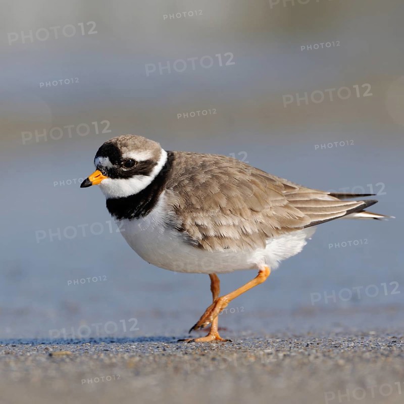 Little Ringed Plover (Charadrius hiaticula) walking on the beach, in the Wadden Sea along the tide line, looking for food, side view with all identification relevant details, tripping on the ground to scare up prey in the sand, native nature, North Sea, Schleswig Holstein, Lower Saxony, Lower Saxon Wadden Sea Germany, Western Europe