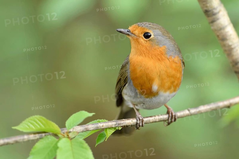 Handsome little chap... Robin (Erithacus rubecula) sits in spring in the nearby bushes, in a tree with fresh greenery, seems to be in a good mood, looks around attentively and enterprisingly, as can often be observed almost everywhere and also in the garden at home, likeable, frontal shot, nice colour contrast between the orange breast and the fresh green, native nature, Meerbusch, Lower Rhine, Rhineland, North Rhine-Westphalia, Germany, Western Europe