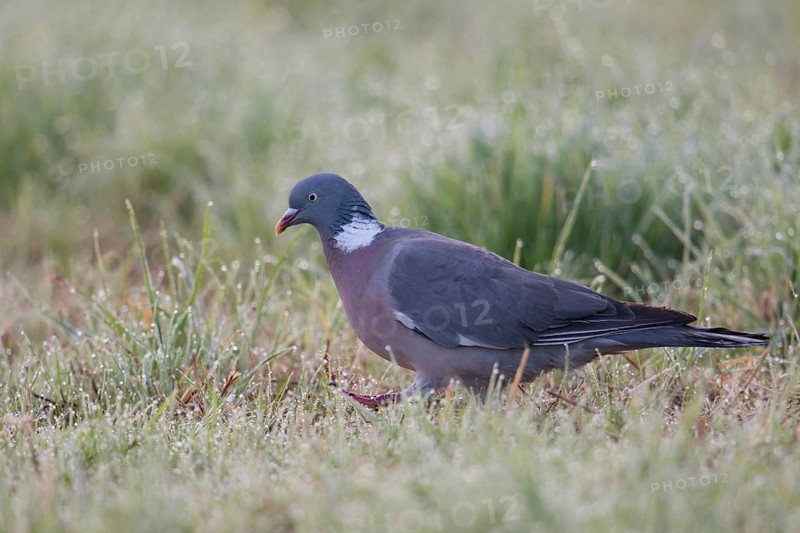 On a dewy meadow... Wood pigeon (Columba palumbus), wild pigeon running on the ground early in the morning through wet grass, most common native wild pigeon, wildlife, native nature, Meerbusch, Lower Rhine, Rhineland, North Rhine-Westphalia, Germany, Western Europe