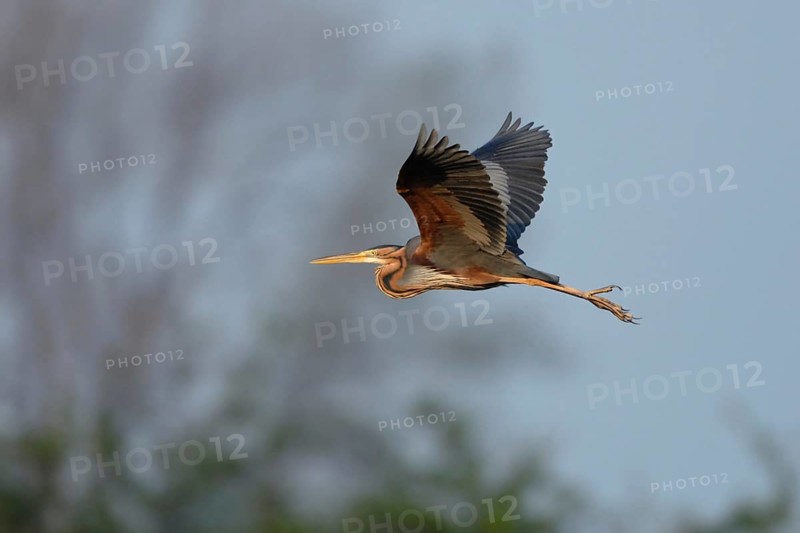 Rare observation... Pupur heron (Ardea purpurea) in flight in front of a beautifully structured natural background, rare heron, also native to Germany, with beautiful, rust-red plumage markings, highly endangered, threatened species, native nature, Netherlands, Western Europe