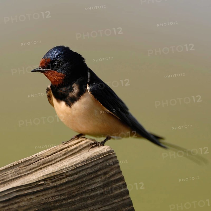 Migratory birds... Barn Swallow (Hirundo rustica), Swallow, native migratory bird sits on a wooden gate shortly after arrival in the summer territory, rests and looks into the surroundings, native nature, Meerbusch, Rhineland, Lower Rhine, Rhine district Neuss, North Rhine-Westphalia, Germany, Western Europe