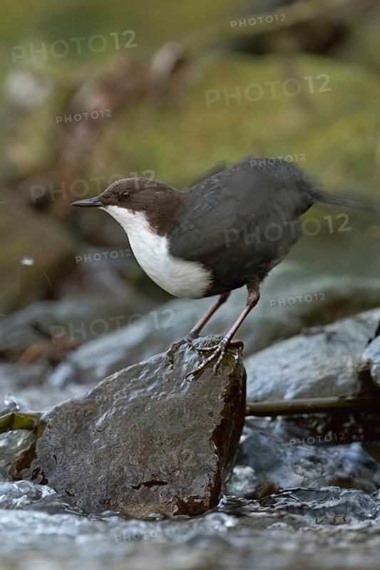 Feather care... White-throated Dipper (Cinclus cinclus) standing on a stone on the bank at the edge of a fast-flowing wild stream, river, typical habitat, shaking out plumage, wildlife, native nature, Sauerland, Bergisches Land, North Rhine-Westphalia, Germany, Western Europe