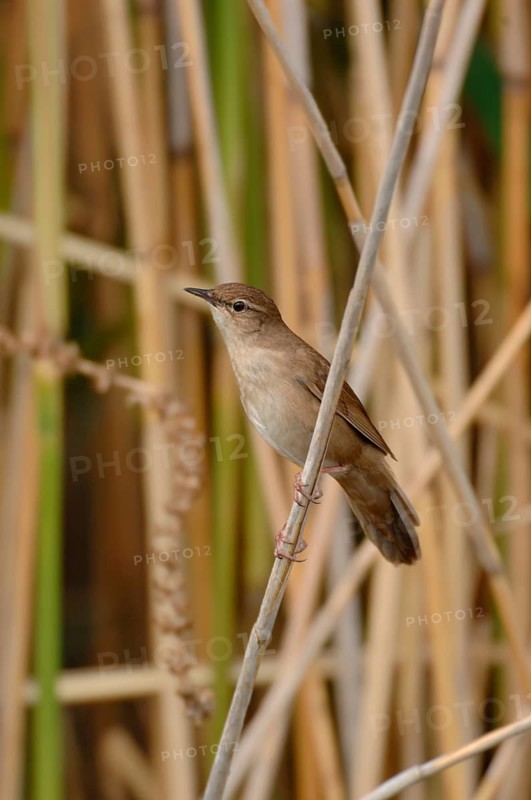 Reed warbler (Locustella luscinioides) in its typical habitat in the reeds, rare, mostly inconspicuous bird species, typical creaking song, native nature, Lake Neusiedl, Burgenland, Austria, Western Europe