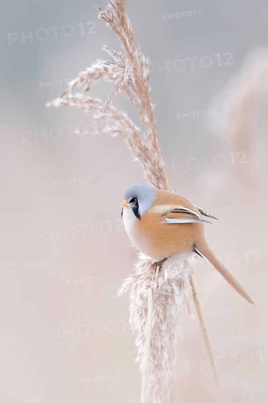 In winter... Bearded Tit (Panurus biarmicus), adult male in splendid plumage, summer plumage, bearded tit cock in the reeds sitting in the tips of reed grass in the most beautiful clear weather, side view, well camouflaged despite striking plumage colouring, adapted to the environment, beautiful soft light, soft pastel colours, native but rare bird species in Germany, typical reed inhabitant, wildlife, native nature, Federsee lake, Baden-WÃ¼rttemberg, Germany, Western Europe