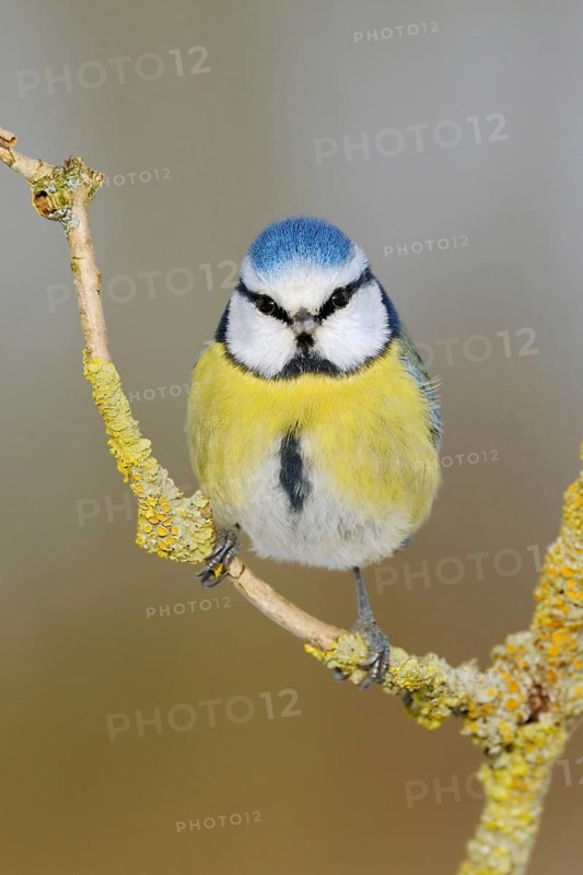 Blue tit (Cyanistes caeruleus), small, well-known, common songbird, garden bird, sitting on an elder branch, frontal view, direct eye contact, looking directly into the camera, looks funny, native nature, North Rhine-Westphalia, Germany, Western Europe