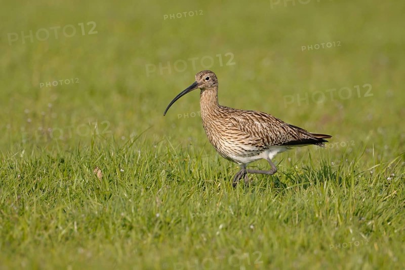 Foraging... Eurasian curlew (Numenius arquata), adult bird, walking, foraging through a wet meadow, highly endangered, characteristic meadow limnicole, native nature, Lower Saxony, Germany, Western Europe
