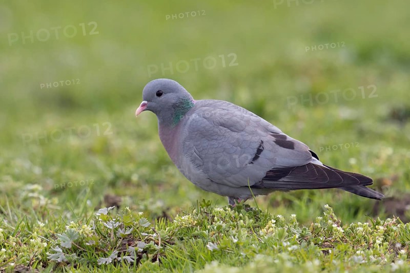 Rather rare native wild pigeon... Stock Dove (Columba oenas), the only native wild pigeon that breeds in caves, cave breeder, formerly a typical forest bird, but increasingly also to be observed in open country, also breeds in nesting boxes, resembles the city pigeon, but has dark beady eyes and no white in its plumage, rather rare pigeon species, native nature, Lower Rhine, Rhine district of Neuss, North Rhine-Westphalia, Germany, Western Europe
