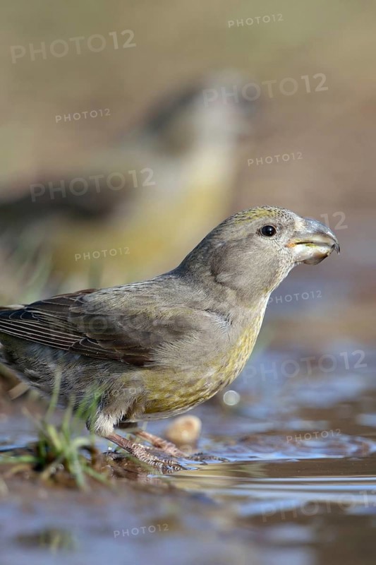 At the waterhole... Pine Crossbill (Loxia pytyopsittacus), a flock of rare Pine Crossbills have come down from the trees to a puddle of water to drink from it, invasive bird from the north, highly specialised bird species with a strong, cross-bent bill that feeds mainly on pine seeds, native nature, North Rhine-Westphalia, Germany, Western Europe