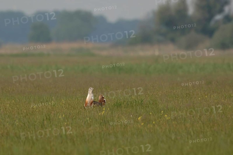 Steppe bird... Great Bustard (Ortis tarda), extremely rare, large native bird species, endangered, one of the heaviest flying birds in the world, native nature, Lake Neusiedl, Hansag, Burgenland, Hungary, Austria, Western Europe